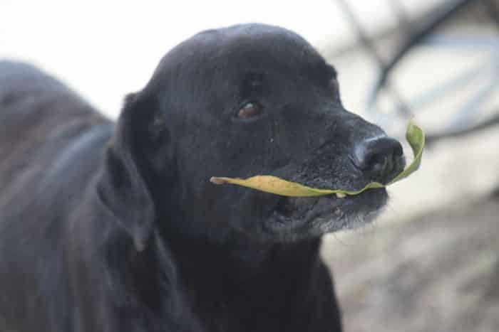 Σκύλος αγοράζει κάθε μέρα μπισκότα πληρώνοντας με φύλλα δέντρου (Φωτογραφίες)