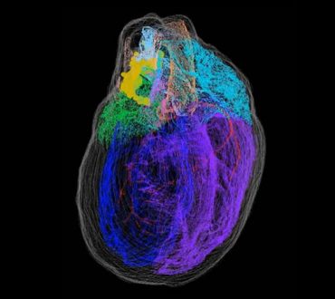 Επιστήμονες απεικονίζουν τον εγκέφαλο της καρδιάς για πρώτη φορά (Φωτογραφίες)