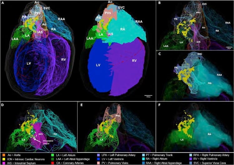 Επιστήμονες απεικονίζουν τον εγκέφαλο της καρδιάς για πρώτη φορά (Φωτογραφίες)