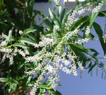 Λεμονόχορτο: Το φυτό με τις χίλιες ιδιότητες. Οι υπέροχοι σπόροι του και συνταγές για αφέψημα