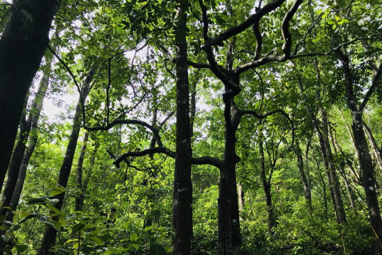 Βέλγιο, Ολλανδία και Γαλλία δημιουργούν δάση με τη μέθοδο «Miyawaki»