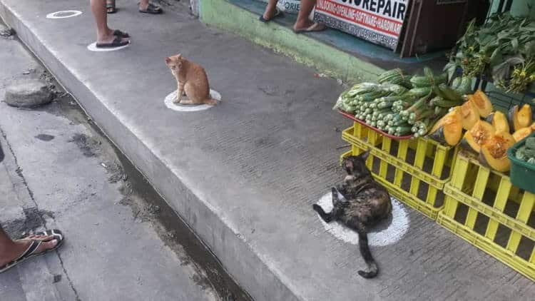 Viral: Γάτες στις Φιλιππίνες δίνουν… μαθήματα “κοινωνικής αποστασιοποίησης” τηρώντας τα μέτρα για τον συνωστισμό!