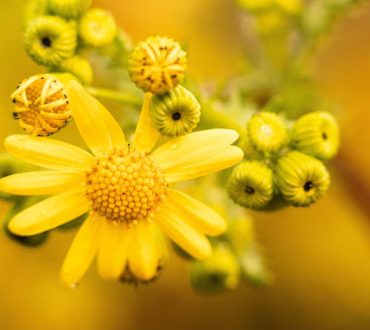 6 αρωματικά φυτά και βότανα που απωθούν τις μύγες