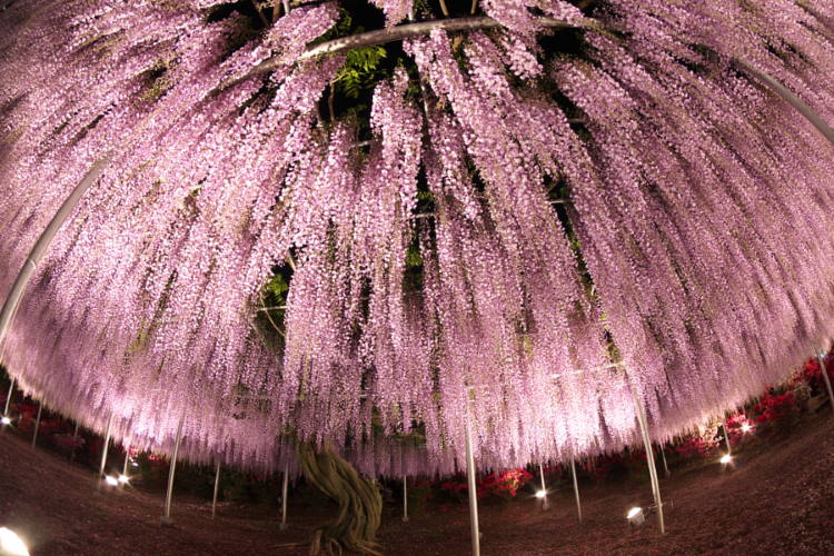 Το ομορφότερο δέντρο του κόσμου βρίσκεται στην Ιαπωνία και είναι 150 ετών (Φωτογραφίες)