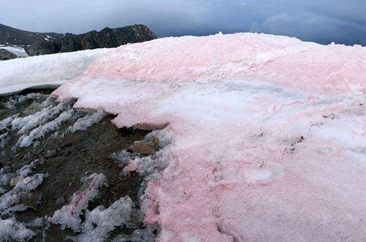 Ροζ χιόνι στις ιταλικές Άλπεις: Πώς συνδέεται με τις επιπτώσεις της κλιματικής αλλαγής