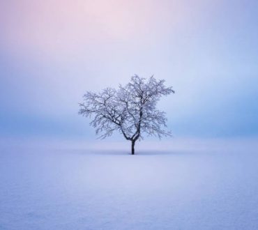Εντυπωσιακές φωτογραφίες δείχνουν την γαλήνια ομορφιά των μοναχικών δέντρων στη Φινλανδία