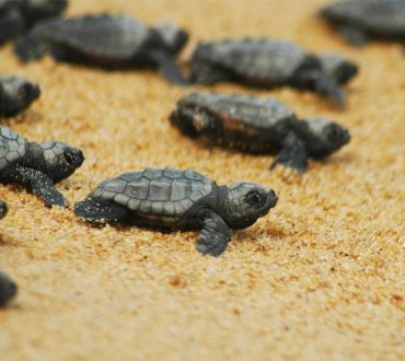 Ζάκυνθος: Ραγδαία αύξηση στις φωλιές των χελωνών καρέτα καρέτα μετά από 25 χρόνια