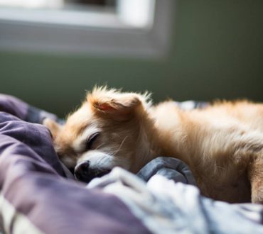 Οι σκύλοι ονειρεύονται τους ανθρώπους που αγαπούν, σύμφωνα με ψυχολόγο