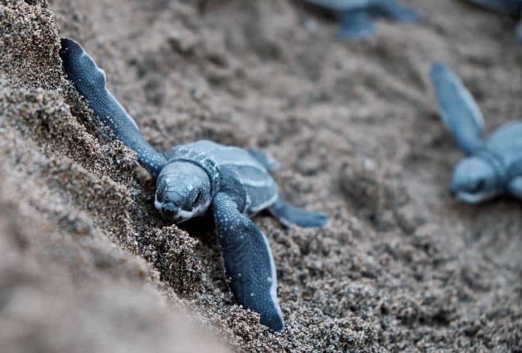 Επιστήμονες ανακάλυψαν ένα νέο τρόπο να σώζουν τις υπό εξαφάνιση θαλάσσιες χελώνες με τη χρήση GPS