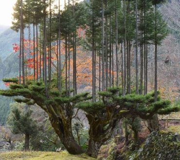 Daisugi: Οι Ιάπωνες καλλιεργούν δέντρα πάνω σε άλλα δέντρα βασισμένοι σε αρχαία τέχνη