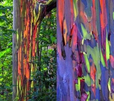 Ο ευκάλυπτος – ουράνιο τόξο είναι το πιο πολύχρωμο δέντρο που υπάρχει στον πλανήτη μας (Φωτογραφίες)