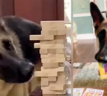 Σκυλίτσα έμαθε να παίζει επιτραπέζια με τους ιδιοκτήτες της κατά τη διάρκεια της καραντίνας (Βίντεο)