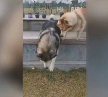 Η αλληλεγγύη των ζώων: Χάσκυ βοηθά τον τυφλό αδελφό του να πηδήξει από παγκάκι (Βίντεο)