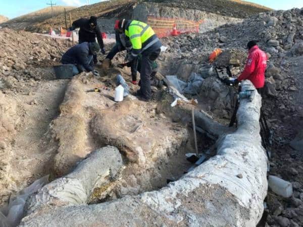 Λέσβος: Ανακαλύφθηκε εκπληκτικό απολιθωμένο δέντρο ηλικίας περίπου 20 εκατομμυρίων ετών