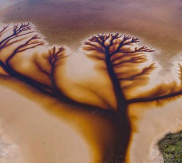 Το «δέντρο της ζωής» εμφανίστηκε σε λίμνη στην Αυστραλία και οι αεροφωτογραφίες μαγεύουν