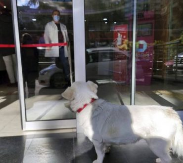 Σκυλίτσα περίμενε υπομονετικά τον ιδιοκτήτη της επί πέντε μέρες έξω από το νοσοκομείο