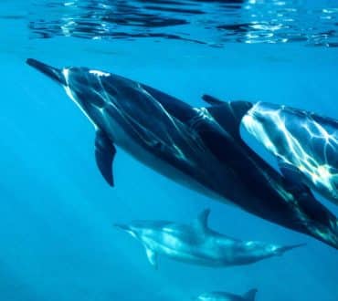 Έρευνα: Τα δελφίνια έχουν παρόμοια χαρακτηριστικά προσωπικότητας με τους ανθρώπους