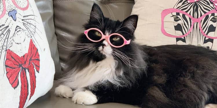 Γάτα φορά γυαλιά για να βοηθήσει τα παιδιά να νιώσουν πιο άνετα με αυτά