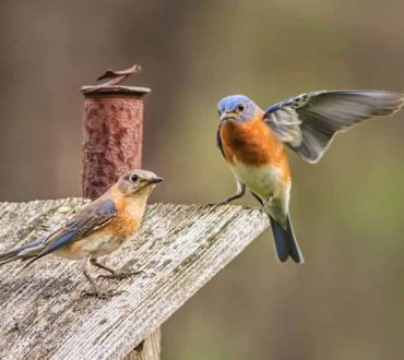 Έρευνα: Το κελάηδημα και η παρατήρηση των πουλιών μας κάνουν πιο ευτυχισμένους