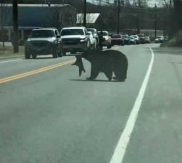 ΗΠΑ: Μαμά-αρκούδα προσπαθεί να περάσει το δρόμο με τα 4 ατίθασα αρκουδάκια (Βίντεο)