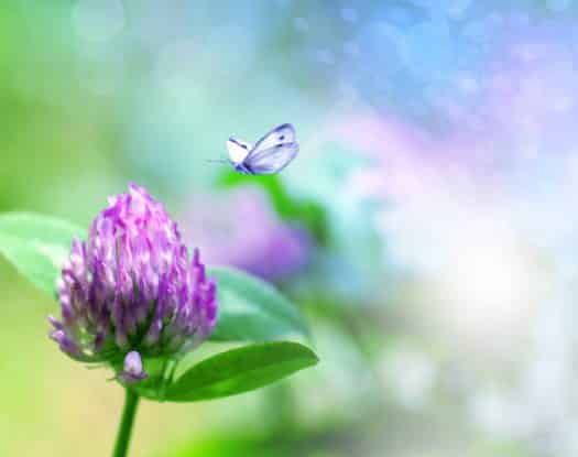 OSHO: Ο ανεξάρτητος νους