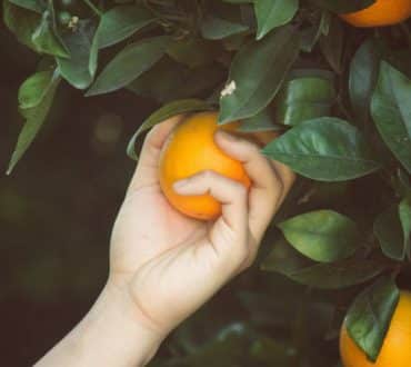 Ισπανία: Η Σεβίλλη μετατρέπει τα πορτοκάλια της πόλης σε «πράσινη» ενέργεια