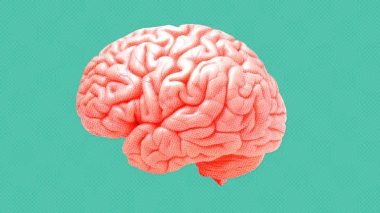 7 Θαυμαστές αλήθειες και λειτουργίες του εγκεφάλου