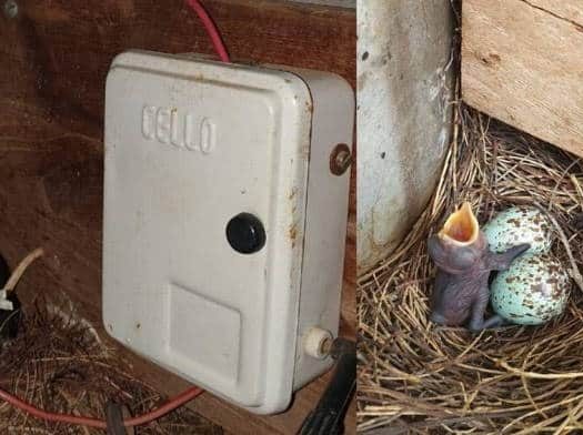 Χωριό στην Ινδία έμεινε χωρίς φώτα επί 45 μέρες για να σώσει ένα πουλί και τους νεοσσούς του