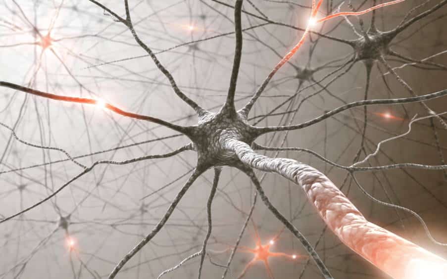 Ο ανθρώπινος εγκέφαλος ανανεώνει τα κύτταρά του και μετά τα 80 χρόνια ζωής