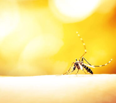 Οι 10 καλύτεροι τρόποι να κρατήσετε τα κουνούπια μακριά από εσάς, το σπίτι και τον κήπο σας