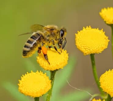 Τσίμπημα από μέλισσα: Πώς μπορούμε να το αντιμετωπίσουμε