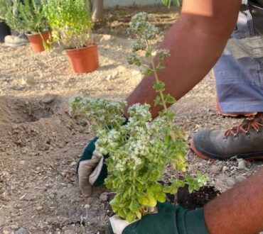 Κίμωλος: Το δημοτικό σχολείο του νησιού απέκτησε έναν καταπράσινο βοτανικό κήπο