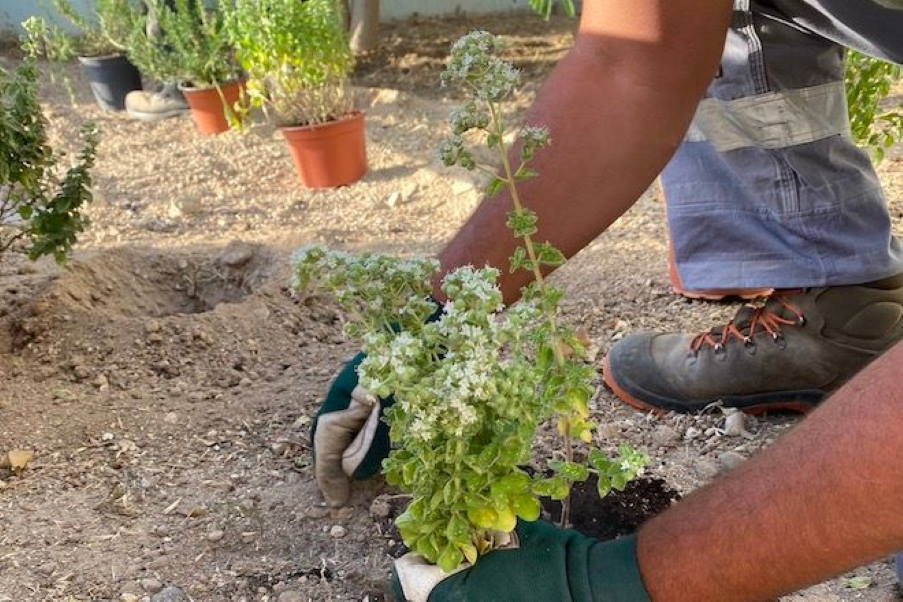 Κίμωλος: Το δημοτικό σχολείο του νησιού απέκτησε έναν καταπράσινο βοτανικό κήπο