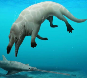 Νέο είδος αρχαίας τετράποδης φάλαινας ανακαλύφθηκε στην Αίγυπτο