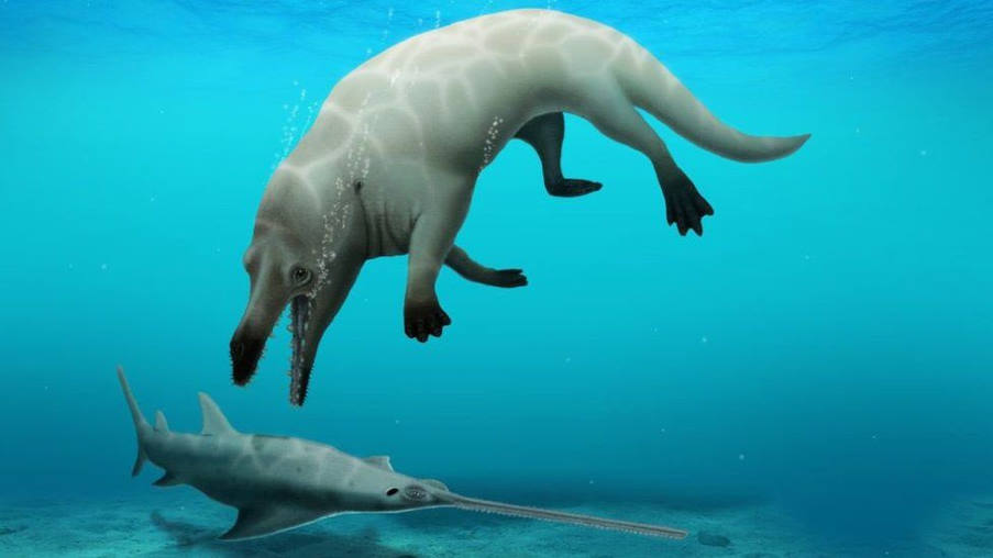 Νέο είδος αρχαίας τετράποδης φάλαινας ανακαλύφθηκε στην Αίγυπτο