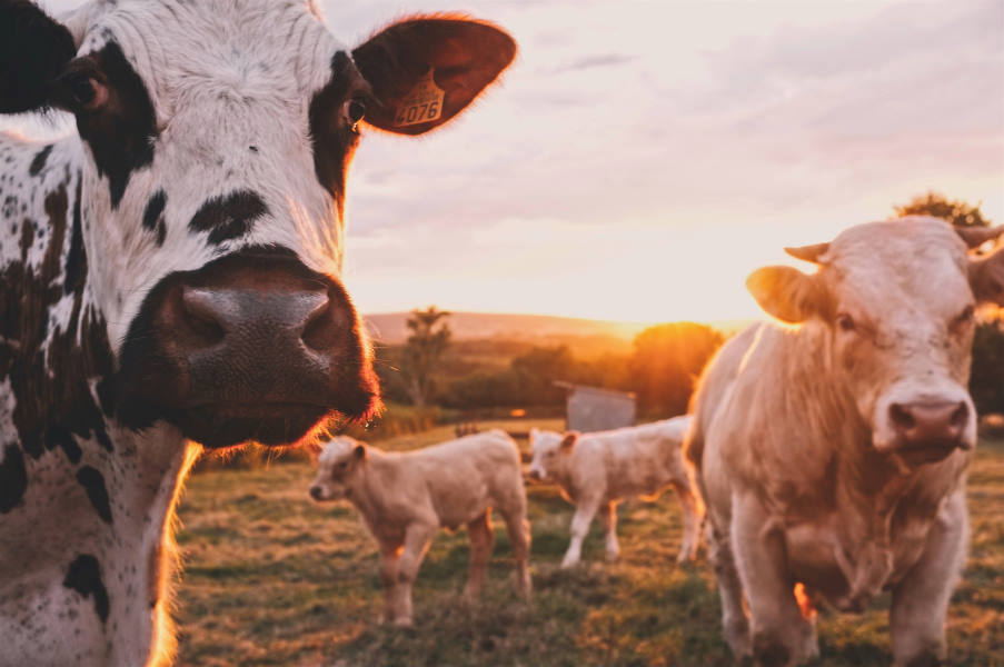 20 κτηνοτροφικές επιχειρήσεις εκπέμπουν περισσότερα αέρια του θερμοκηπίου απ’ ό,τι η Γερμανία, η Βρετανία ή η Γαλλία
