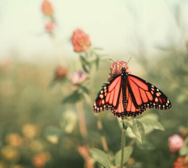 Ο μαγικός ήχος που παράγουν εκατομμύρια πεταλούδες Monarch καθώς χτυπούν τα φτερά τους (Βίντεο)