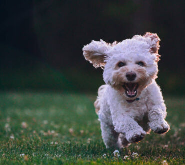 4 απλά (αλλά βασικά) μαθήματα ευτυχίας που μπορεί να μας διδάξει ο σκύλος μας!