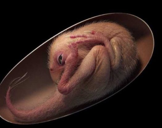 Επιστήμονες ανακάλυψαν τέλεια διατηρημένο έμβρυο δεινοσαύρου 66 εκατ. ετών