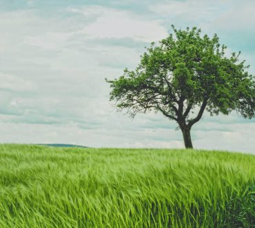 Ουαλία: Κάθε σπίτι θα λάβει δωρεάν ένα δέντρο για να αντιμετωπιστεί η κλιματική αλλαγή