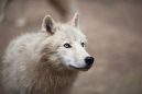 Αρκτούρος: «Τεράστια ευκαιρία για την επανάκαμψη του οικοσυστήματος η εμφάνιση του λύκου στην Πάρνηθα»