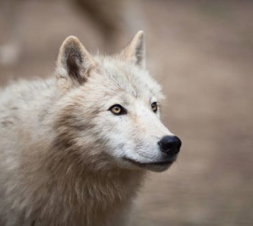 Αρκτούρος: «Τεράστια ευκαιρία για την επανάκαμψη του οικοσυστήματος η εμφάνιση του λύκου στην Πάρνηθα»