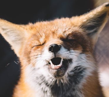 Έρευνα διαπίστωσε ότι 65 διαφορετικά είδη ζώων γελούν με το δικό τους τρόπο για να εκφράσουν τη χαρά τους