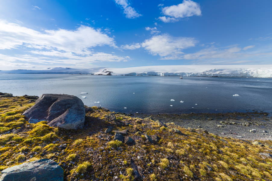 Η Ανταρκτική γίνεται πράσινη από την δυναμική επιστροφή της χλωρίδας στη γη της