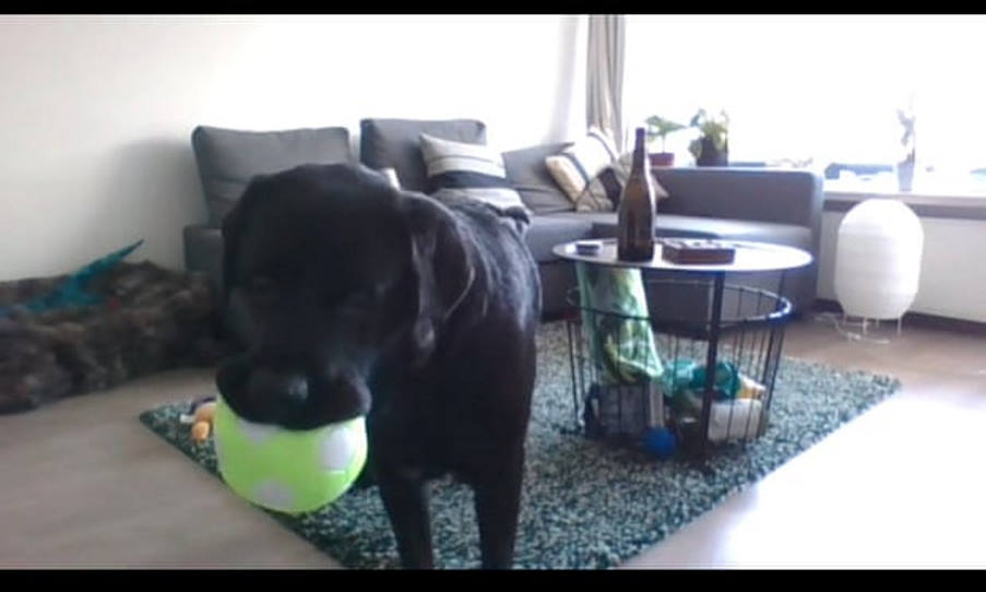 DogPhone: Συσκευή επιτρέπει στα κατοικίδια να καλούν τους ιδιοκτήτες τους μέσω μιας μπάλας!