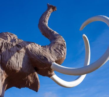 Επιστήμονες θέλουν να δημιουργήσουν υβρίδιο ασιατικού ελέφαντα και μαμούθ για να κατοικήσει στην Αρκτική