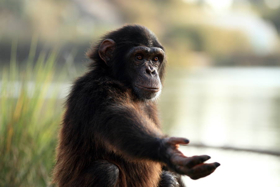 Οι χιμπατζήδες έχουν αναπτύξει μεθόδους θεραπείας και παρέχουν πρώτες βοήθειες μεταξύ τους!