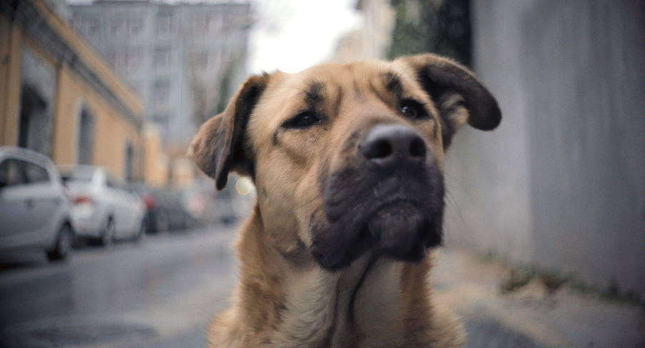 «Year Of The Dog»: Το ντοκιμαντέρ για τους άστεγους και τους τετράποδους συντρόφους τους!