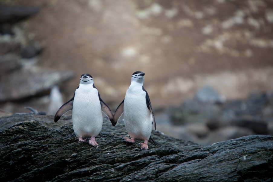Ζευγάρι πιγκουίνων «χέρι-χέρι» απολαμβάνει ρομαντική βόλτα στην παραλία (βίντεο)
