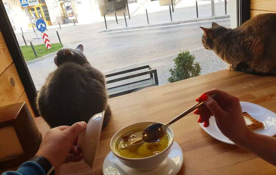 Ουκρανία: Καφετέρια παραμένει ανοιχτή για να φροντίζει τις 20 γάτες της κατά τη διάρκεια του πολέμου